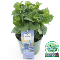 Hortensia macrophylla Magical Revolution Blauw incl. pot